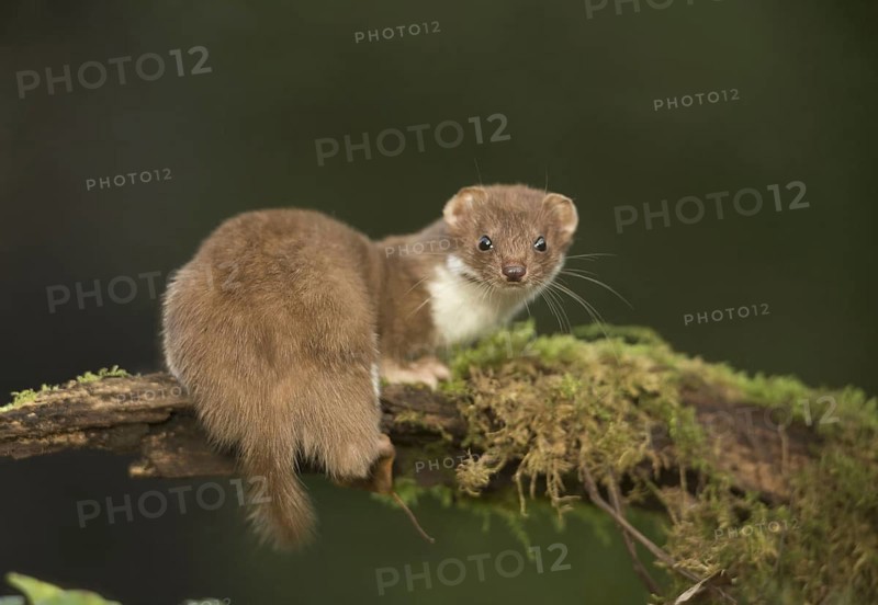 Weasel