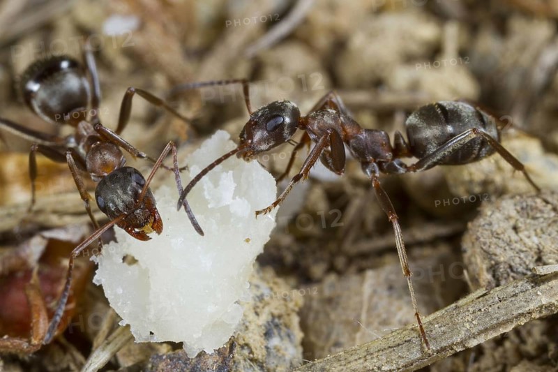 Red-barbed Ant
