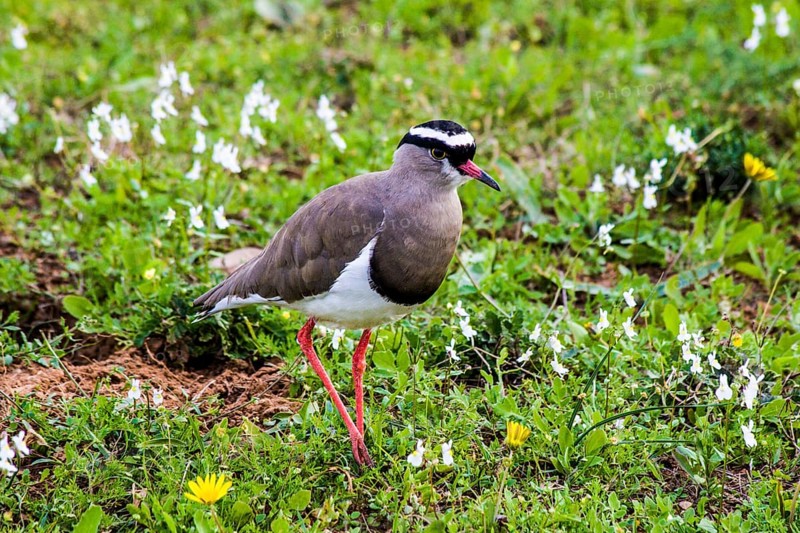 Crowned lapwing