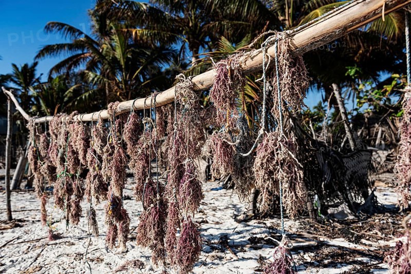 Red alga