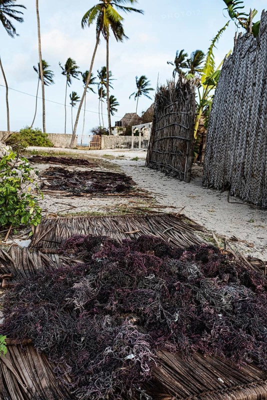 Red algae