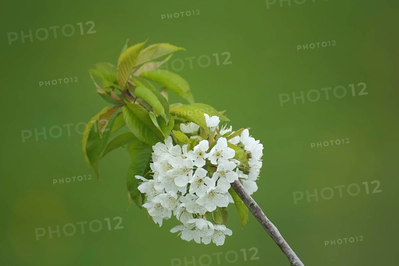 Branch of sour cherry