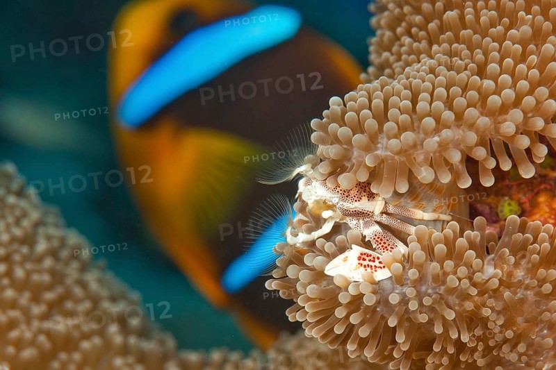 Spotted anemone crab