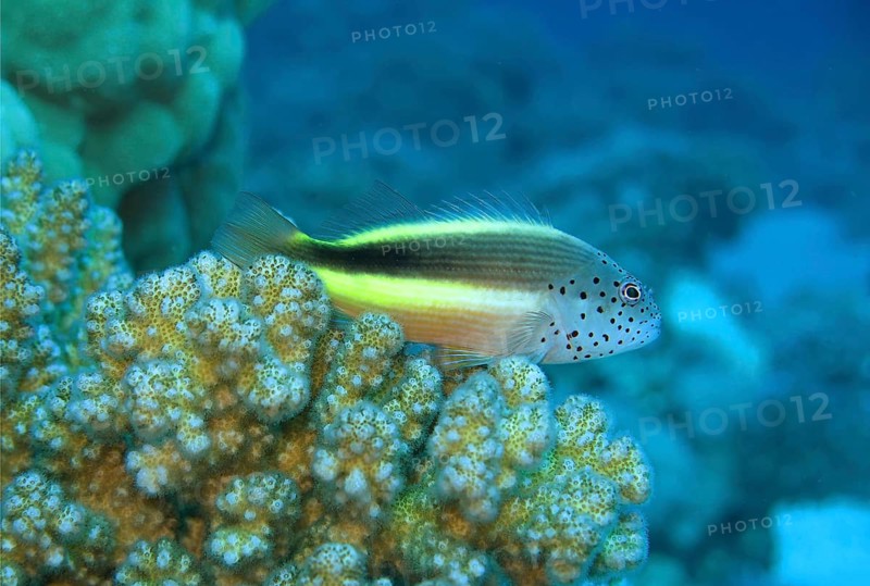 Black-sided hawkfish