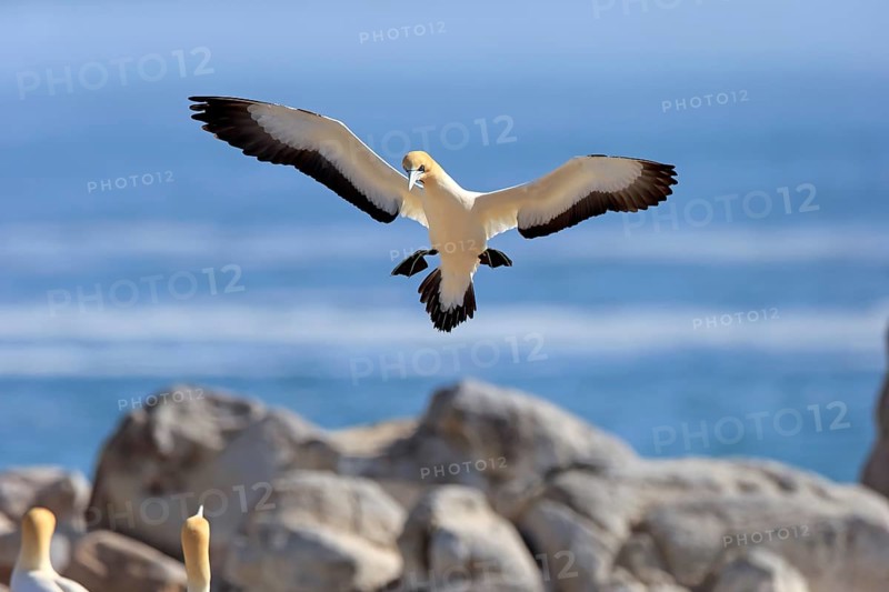 Cape Gannet