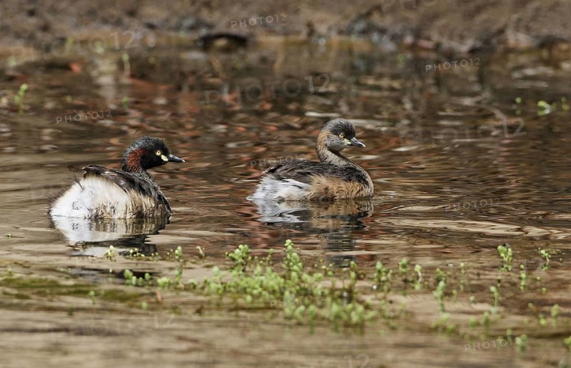 Australasian grebe