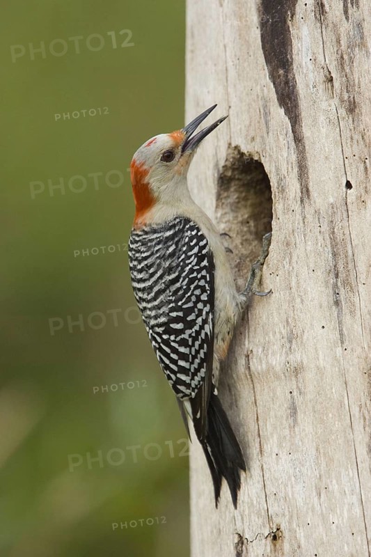 Red bellied woodpecker
