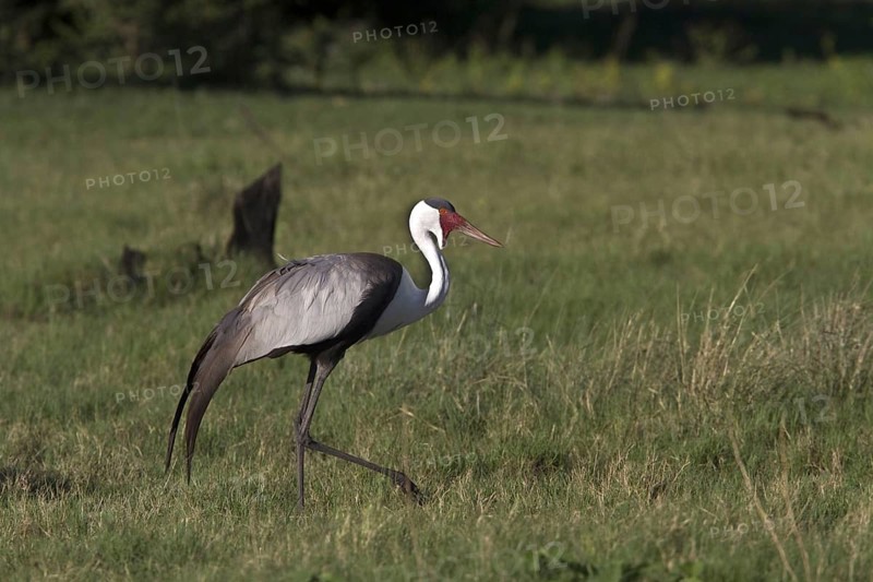 Wattled crane