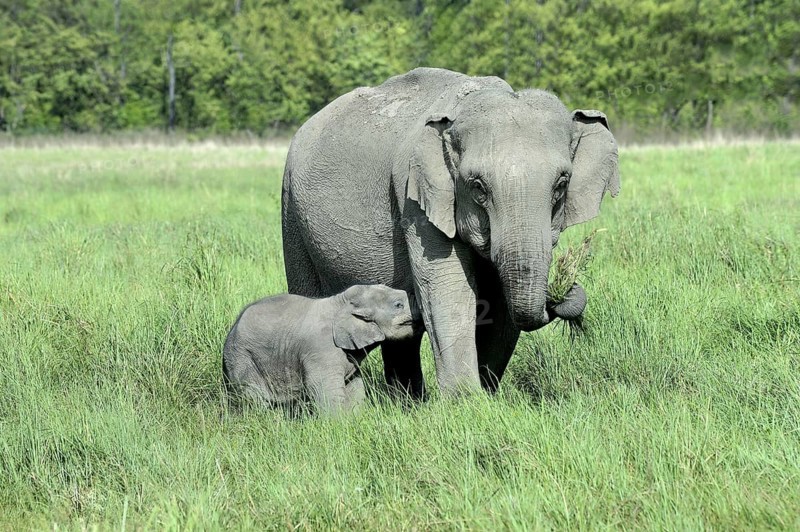 Asian indian elephant