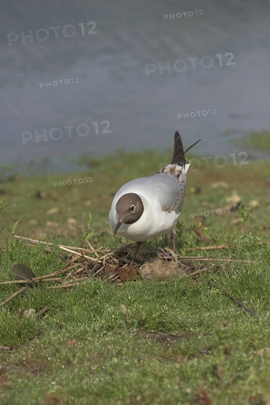 Black-headed gull
