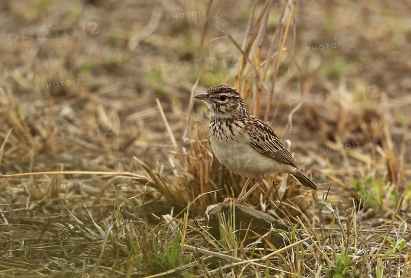 Sabota lark
