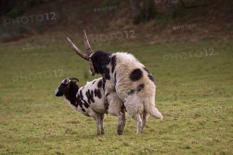 Jacob sheep