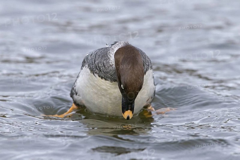 Common goldeneye