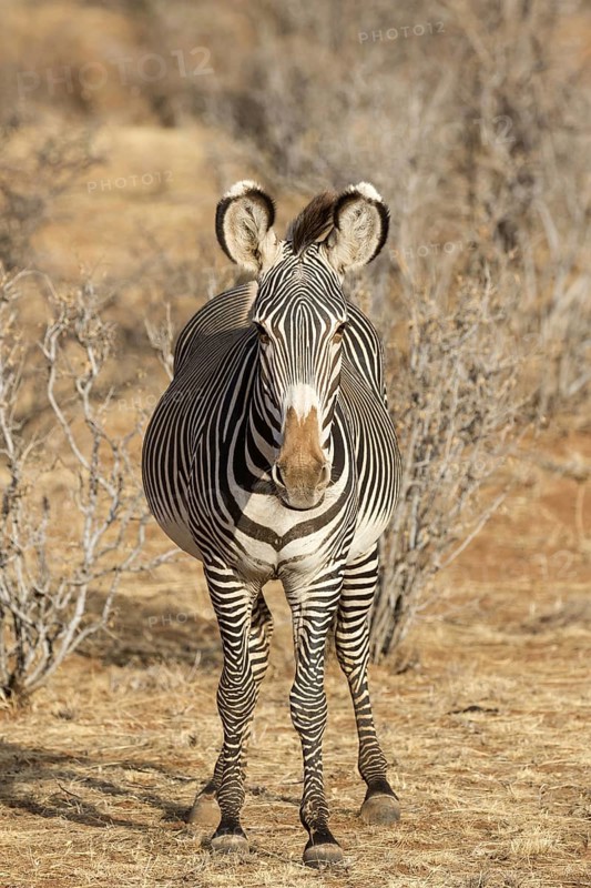 Adult grevy's zebra