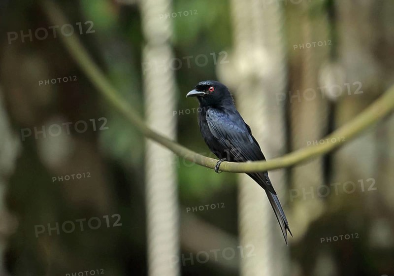Velvet-backed drongo