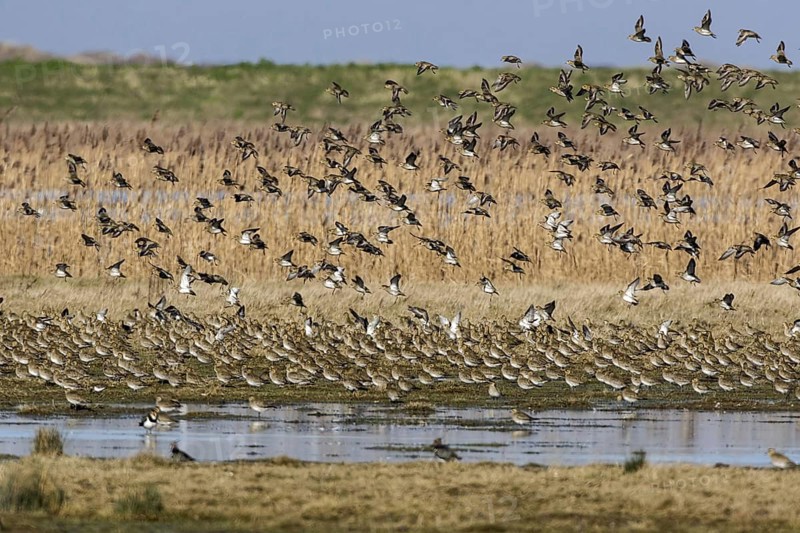 Winter plumage Golden plover