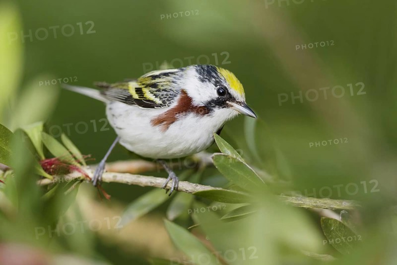 Chestnut-sided Warbler