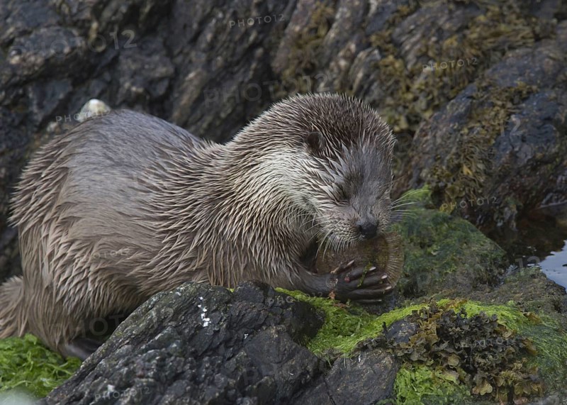 European Otter
