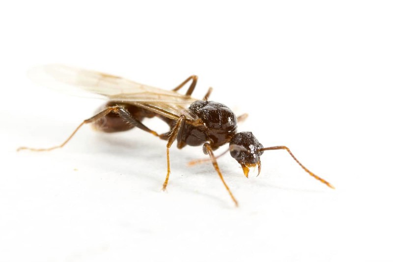 Red garden ant