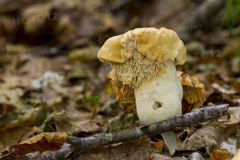 Fruiting bodies of the hedgehog mushroom