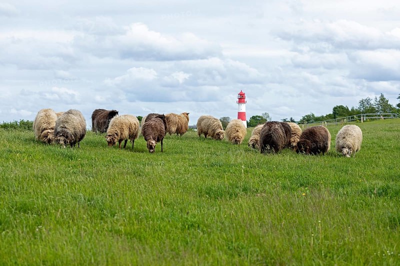 Norwegian sheep on the dike