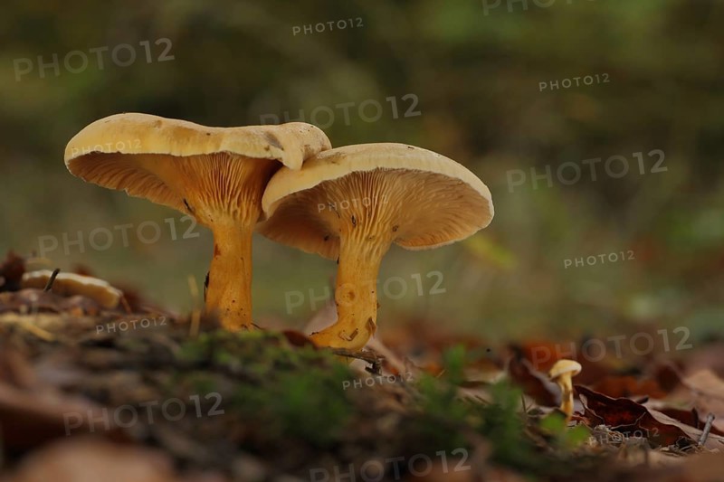 Two False Chanterelles