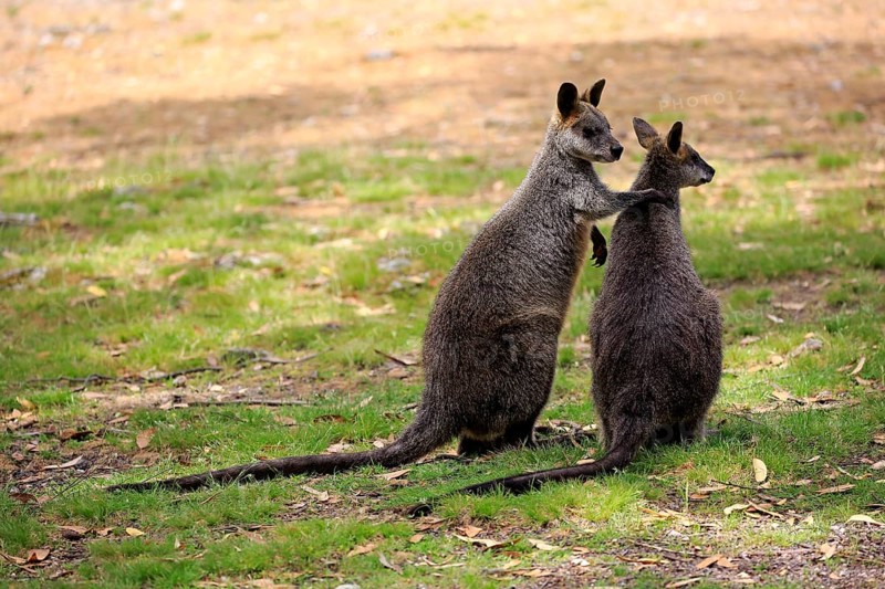Swamp wallaby