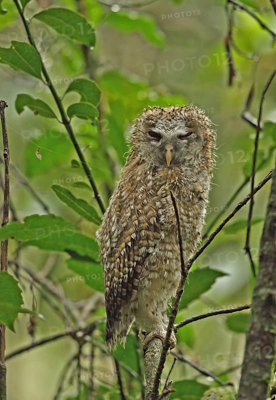 African tawny owl