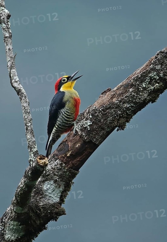 Yellow-fronted woodpecker