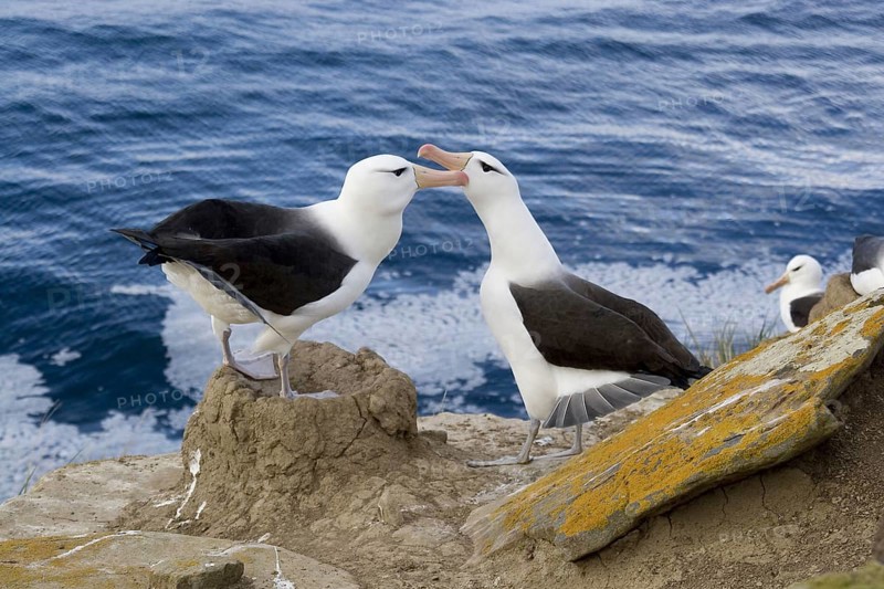 Black-browed Albatross