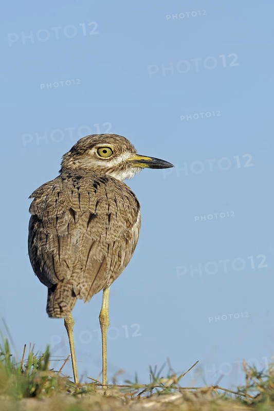 Water Dikkop