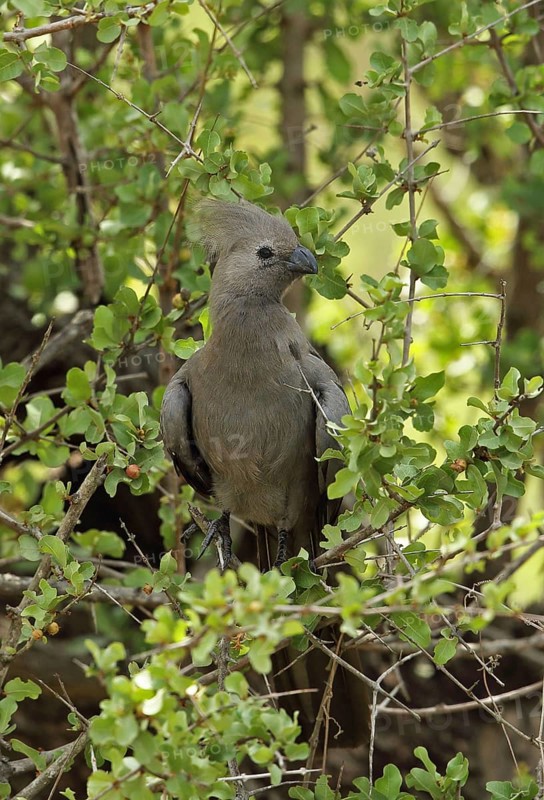 Grey go-away-bird