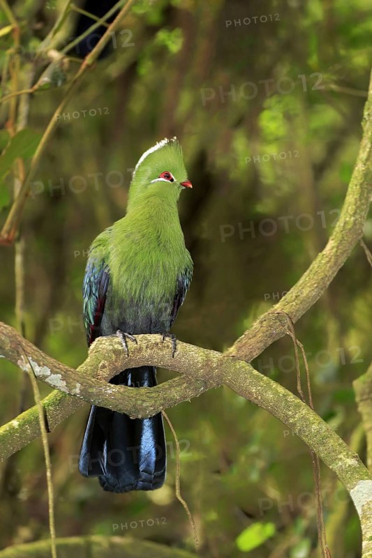 Knysna Turaco