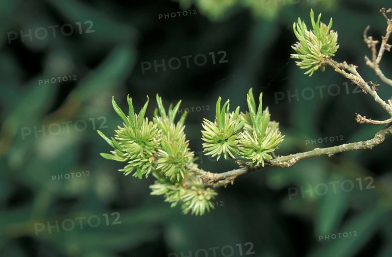 (Eucommia ulmoides) male flowers leaves just emerging