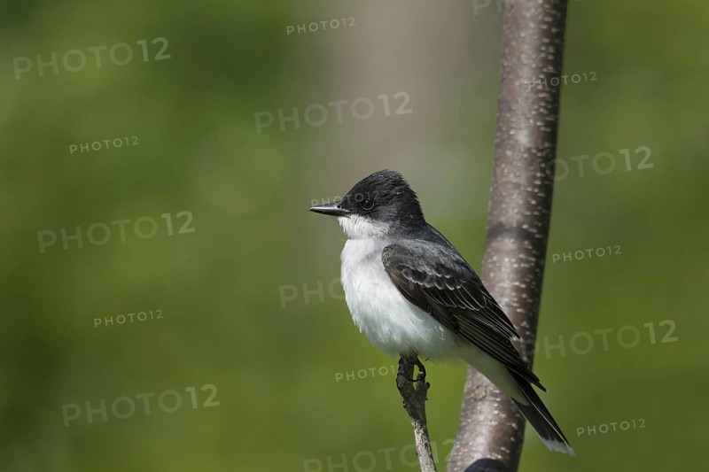 Eastern Kingbird