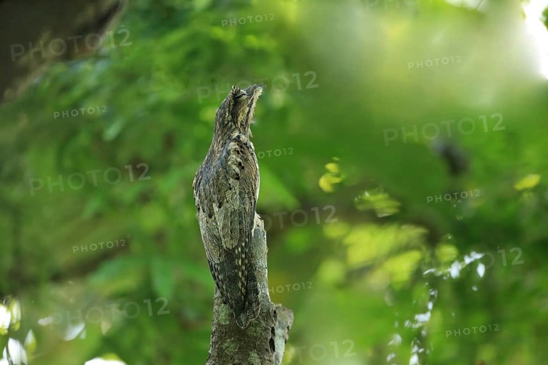 Common Potoo