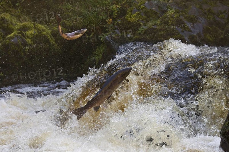 Atlantic salmon