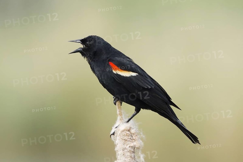 Red-winged Blackbird