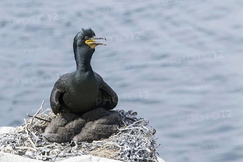 European Shag