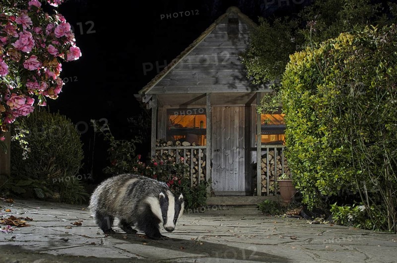 Eurasian Badger