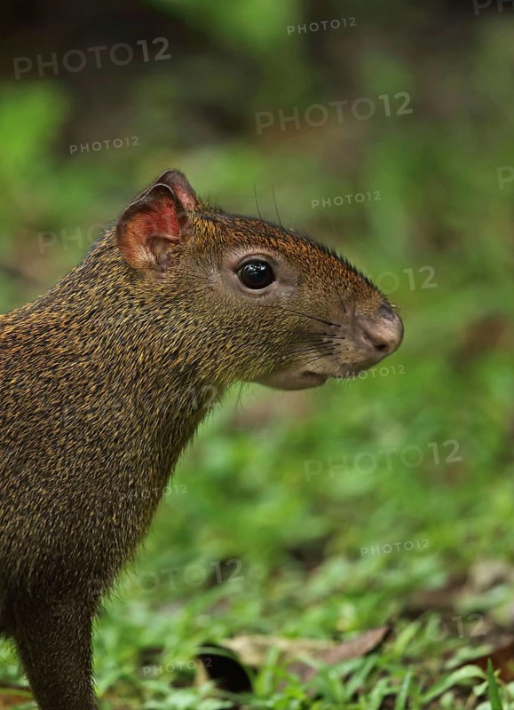 Central american agouti