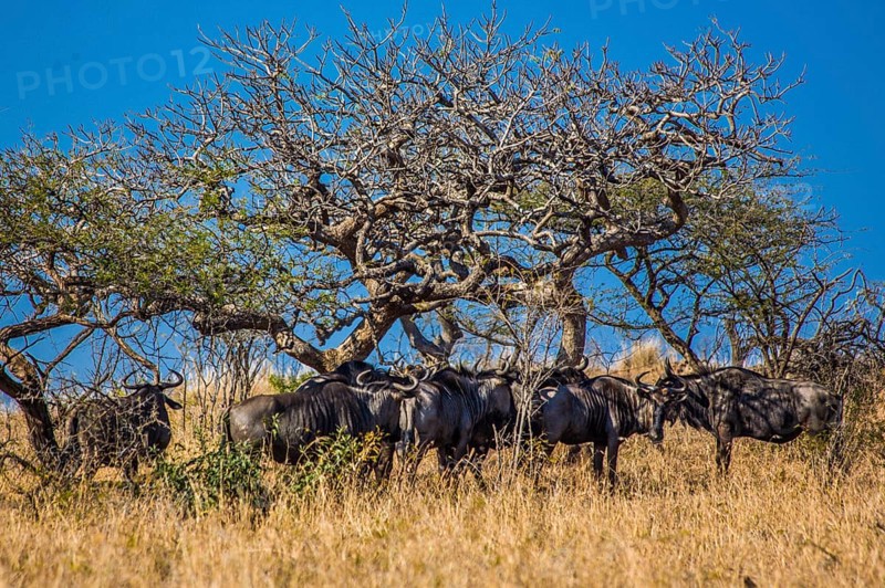 Blue wildebeests
