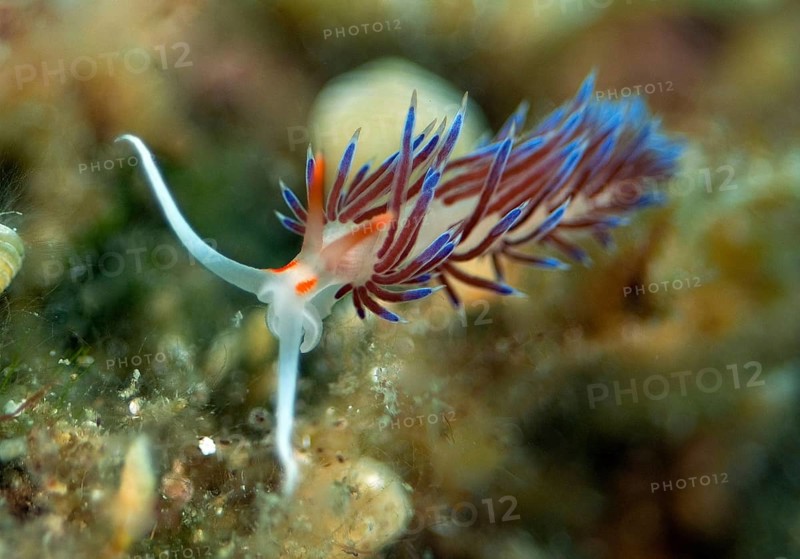 Travelling thread snail
