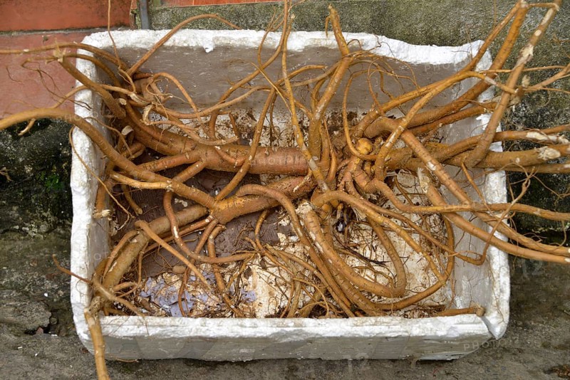 Ginseng