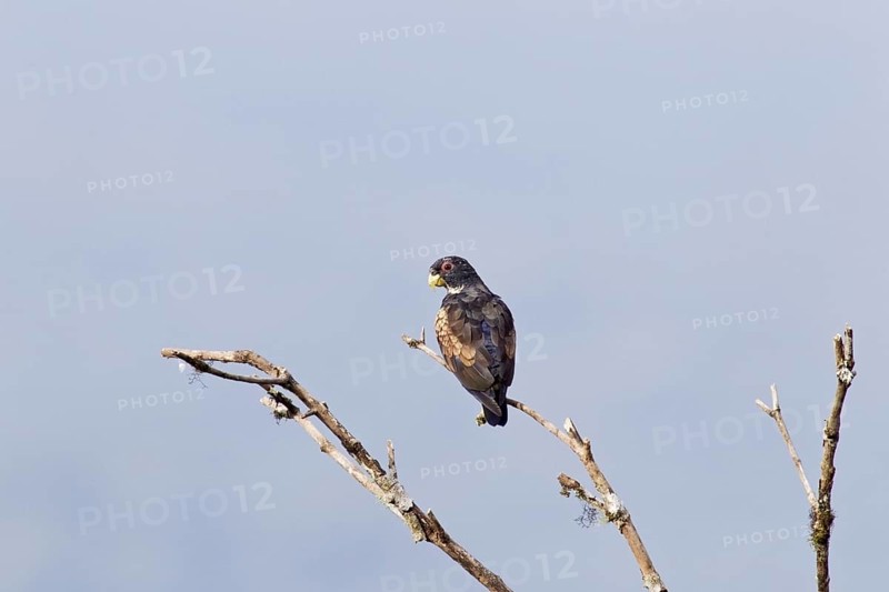 Bronze-winged parrot