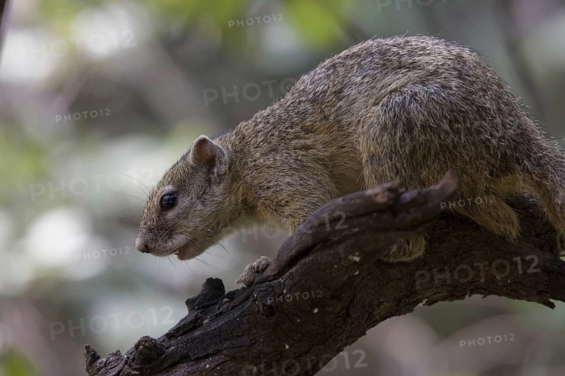 Ochre-footed Bush Squirrel