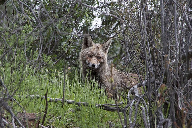 Iberian Red Fox