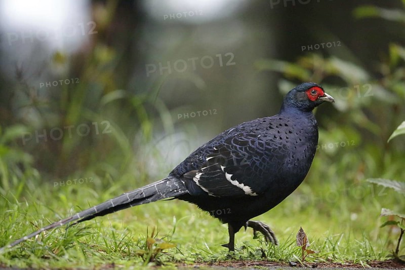 Mikado pheasant
