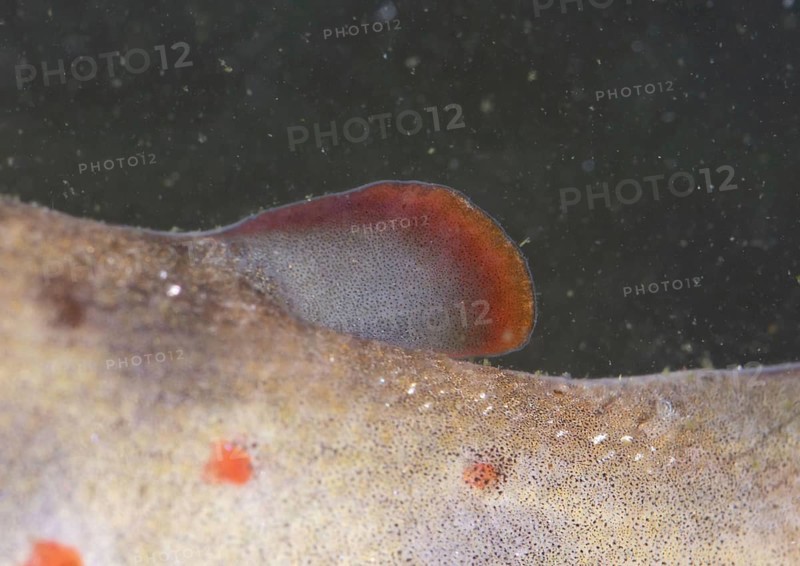 Salmo trutta forma fario
