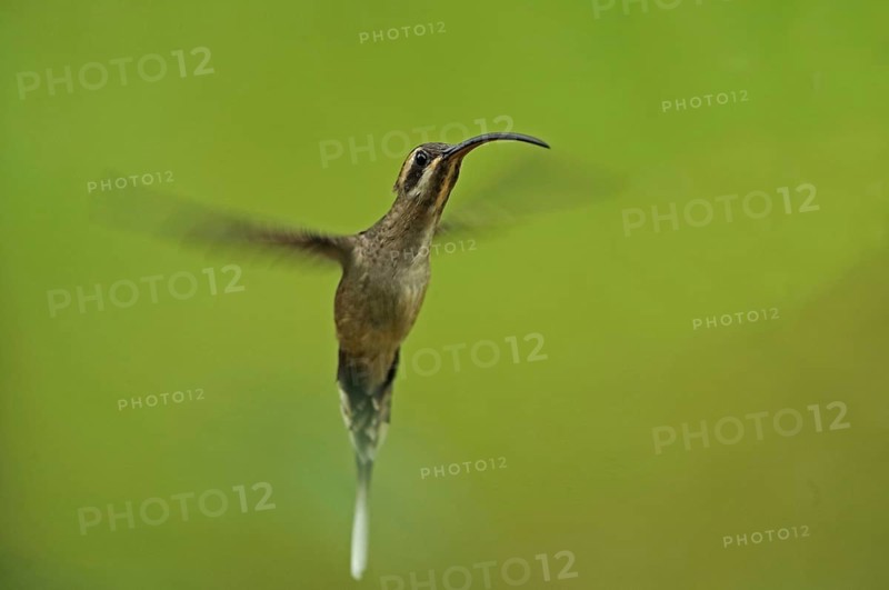 Long-billed Hermit